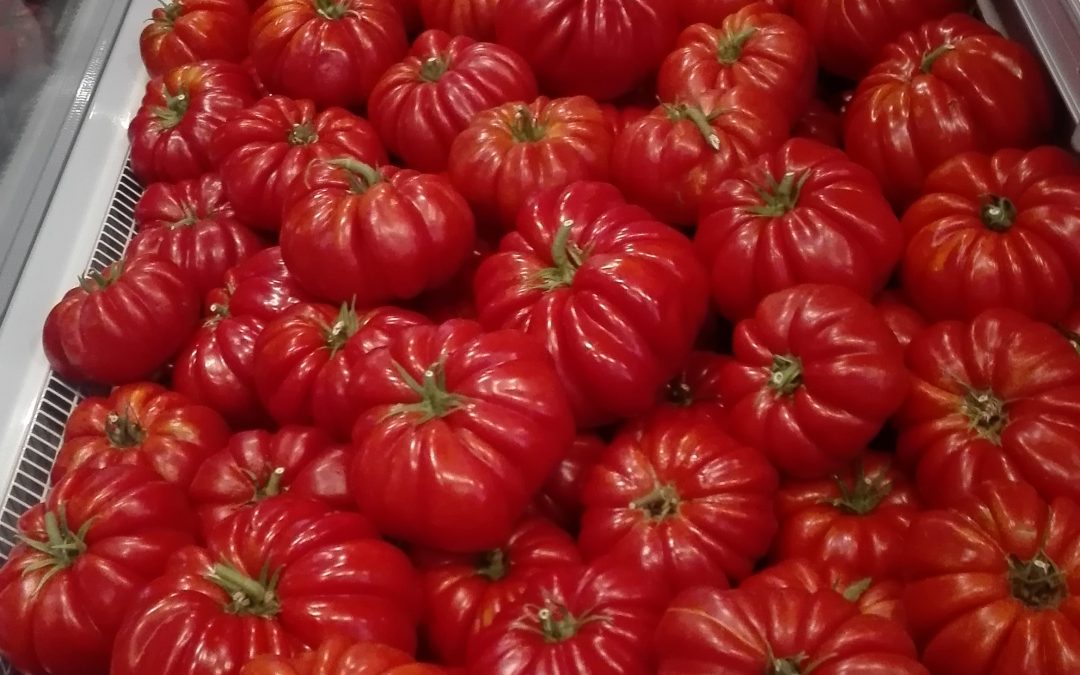 Il Pomodoro Riccio di Parma